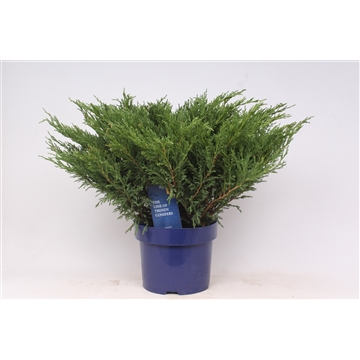 Juniperus horizontalis &#39;Andorra Compact&#39;