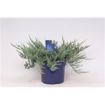 Juniperus horizontalis &#39;Blue Chip&#39;