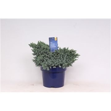 Juniperus squamata &#39;Blue Star&#39;