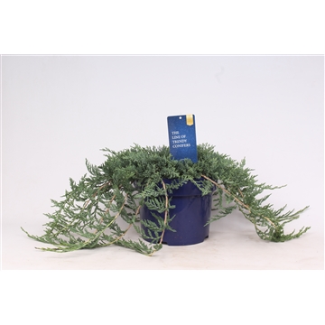 Juniperus horizontalis &#39;Wiltonii&#39;