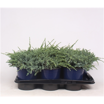 Juniperus squamata &#39;Blue Carpet&#39;