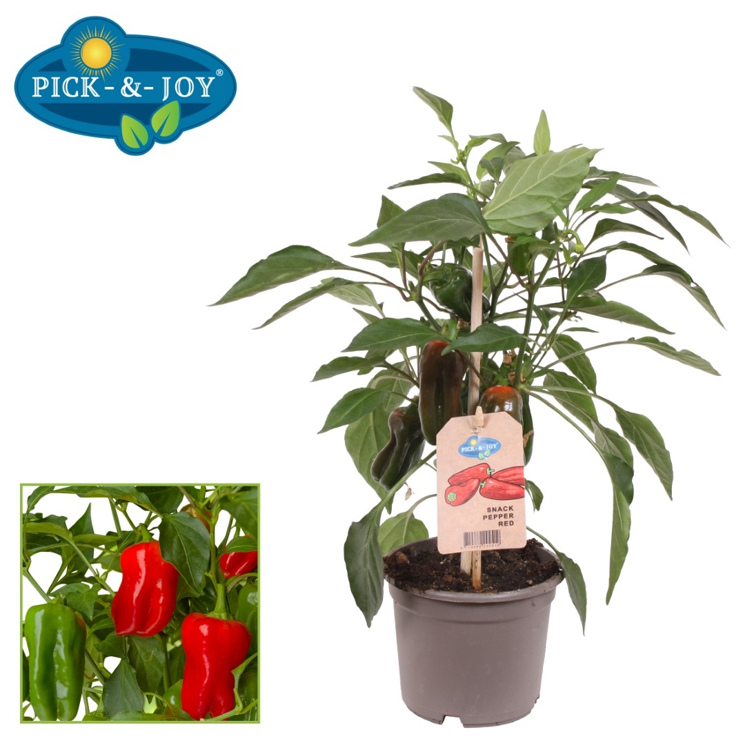 PICK&JOY® Snack Pepper Red 12CM (SPR12) FloraXchange