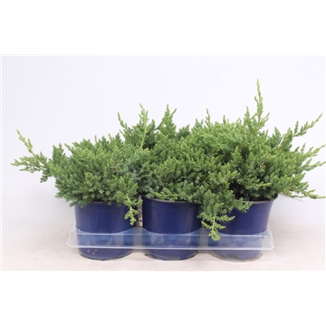 Juniperus procumbens &#39;Nana&#39;