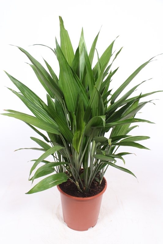 Dracaena thalioides (DrTh27Tf) - FloraXchange