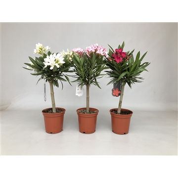 Nerium oleander Stam  40-50cm