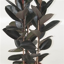 Ficus elastica &#39;Robusta&#39;