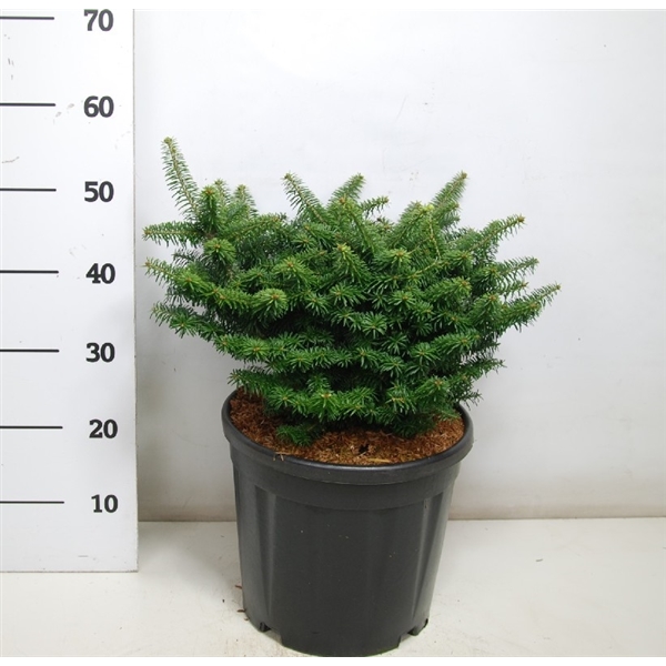 Abies balsamea 'Nana' (10201531) - FloraXchange