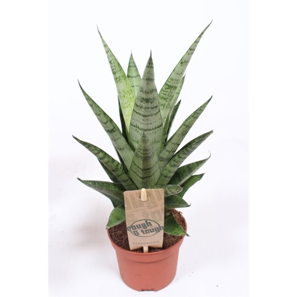 Sansevieria Tough Lady (Trifasciata) - Pianta Purificante Per Casa E Ufficio, 30-40cm Con Vaso Coltivatore