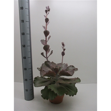 Echeveria Crenulata