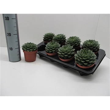 Echeveria Fabiola