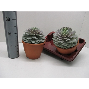 Echeveria Lola