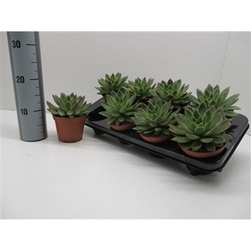 Echeveria Agavoides