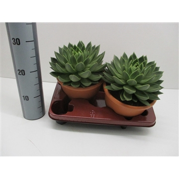 Echeveria Miranda