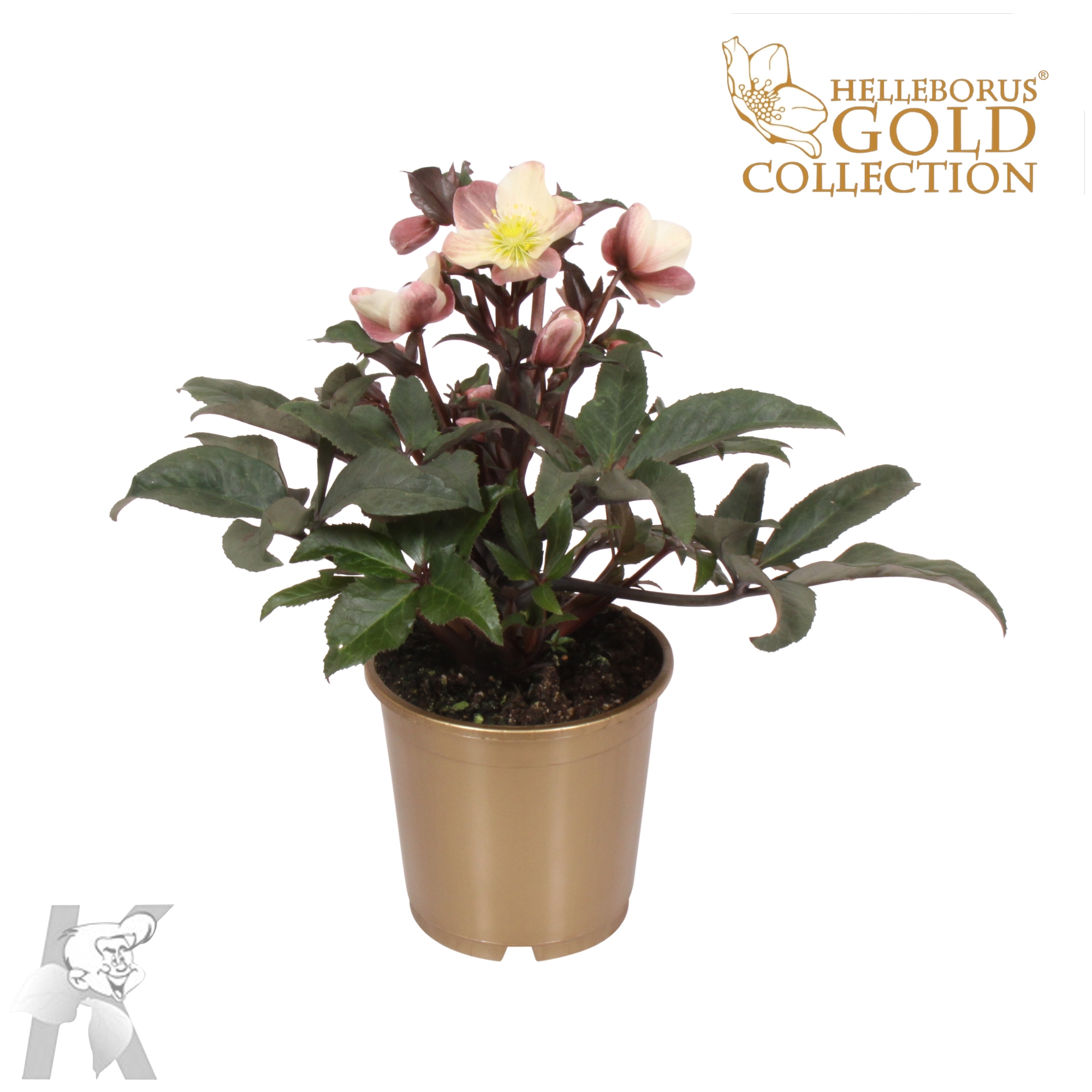 HGC Helleborus Camelot in het goud (HECAM0315100) FloraXchange