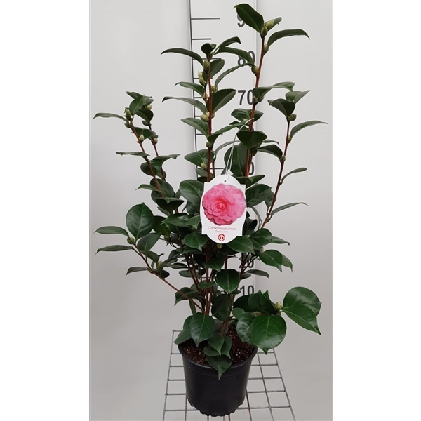 Camellia Japonica black pot var. Sacco Vera (CJB2Sa) - FloraXchange