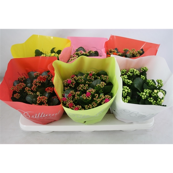 Gevuld 15 Cm Brilliant Mix