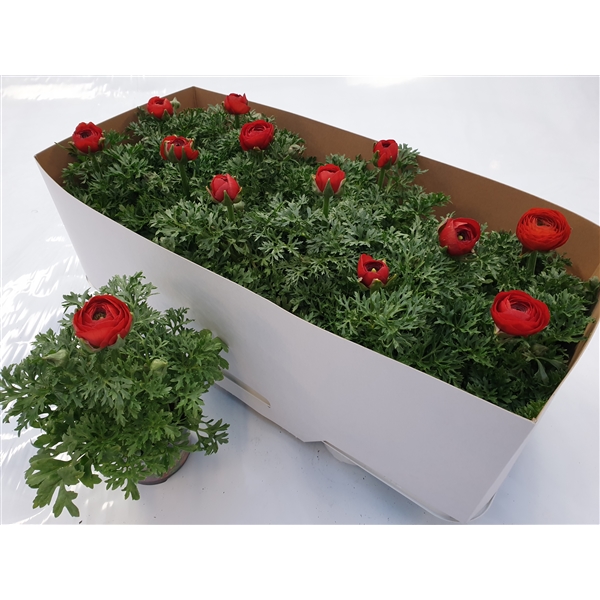 Ran. rood (B-C040) - FloraXchange