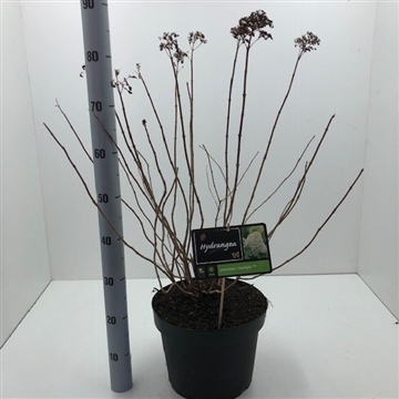 Hydrangea paniculata &#39;Limelight&#39; C10