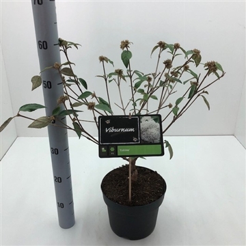 Viburnum &#39;Eskimo&#39; C5