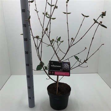 Viburnum x burkwoodii &#39;Burkwood&#39; C5