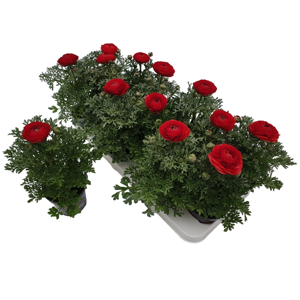 Ran. rood (B-C040) - FloraXchange