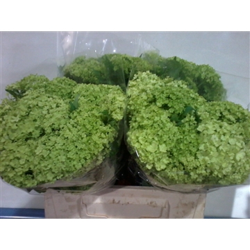 viburnumbos