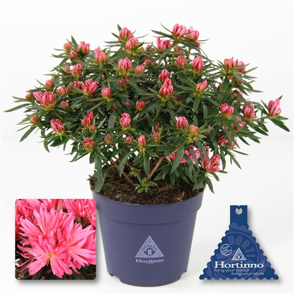 snake plant german Zeylanica Snake Plant: Easy Variegated Live Houseplant - (4.25” Pot) – –  Altman Plants