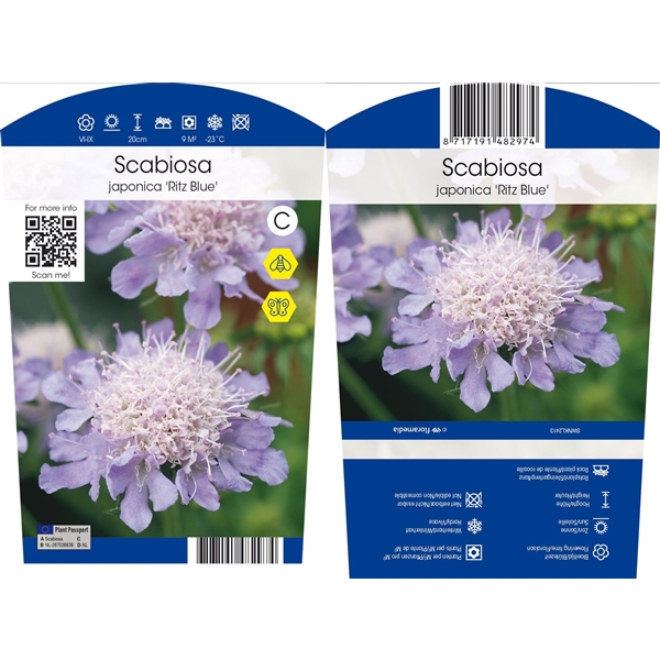 Scabiosa Jap Var Ritz Blau Scjrblaup011 Floraxchange