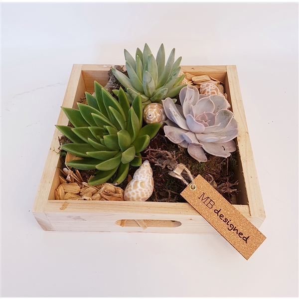 Houten plateau vierkant Echeveria (203310) FloraXchange