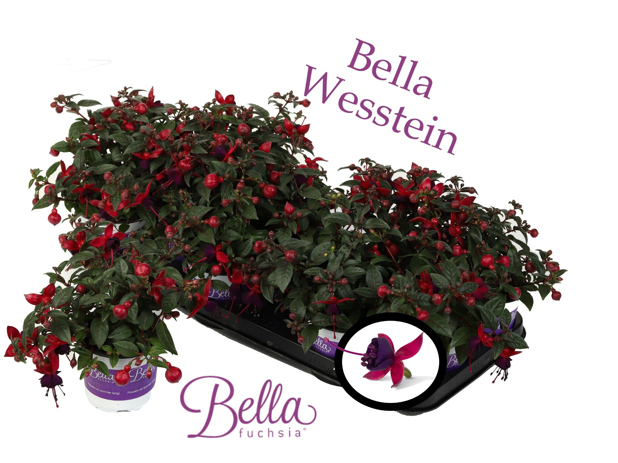 Bella fuchsia soila фуксия фото описание