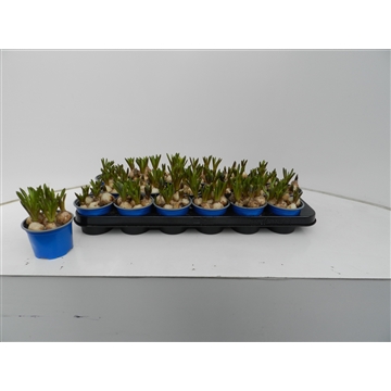 muscari