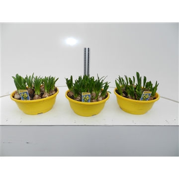 narcis tete &#224; tete