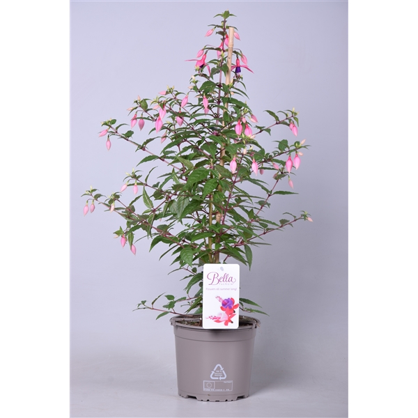 Fuchsia Bella rosalien (Bella rosalie) - FloraXchange