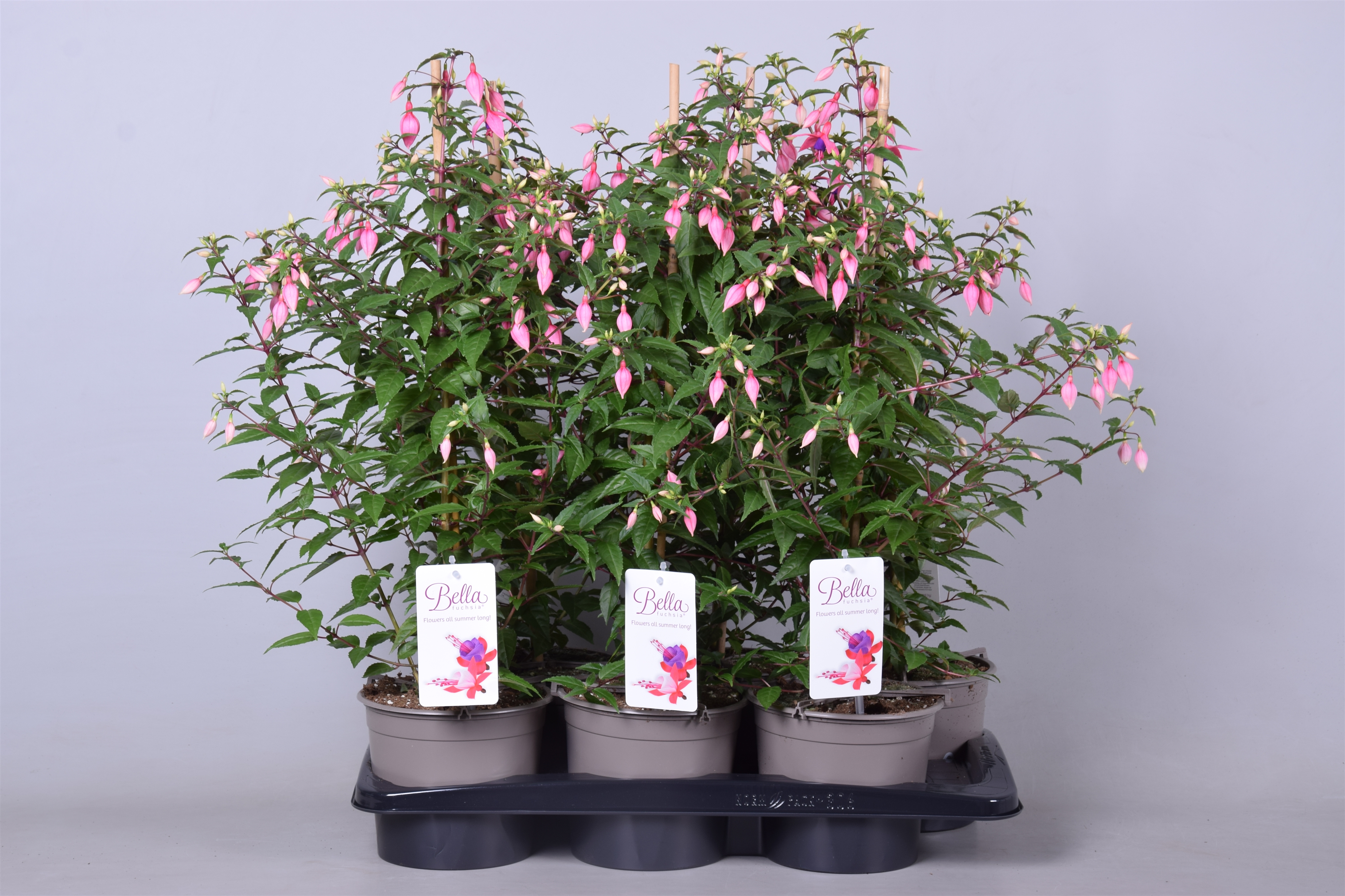 Fuchsia Bella rosalien (Bella rosalie) - FloraXchange