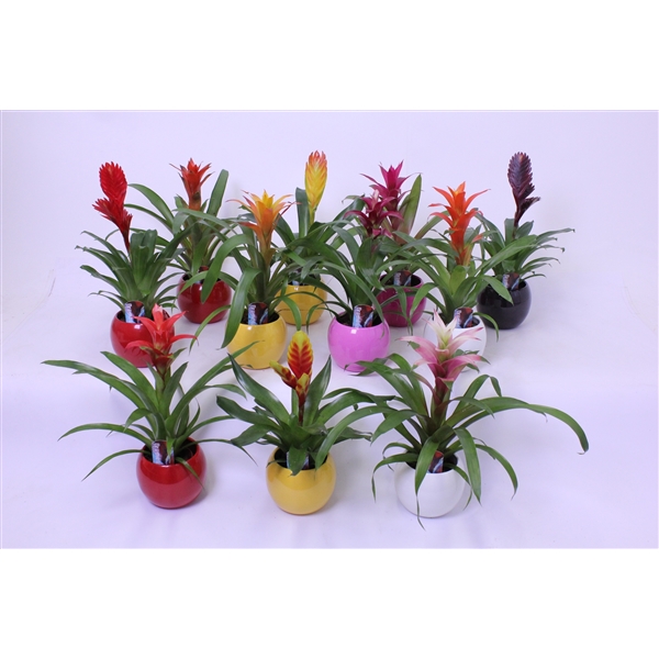 Bromelia Mix In Bolpot Lisa črepník 11 cm