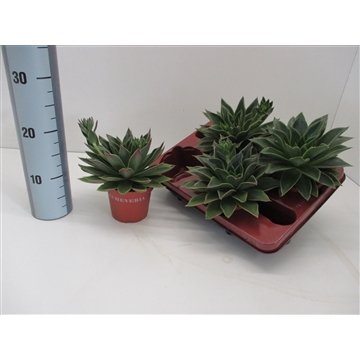 Echeveria Mexicana
