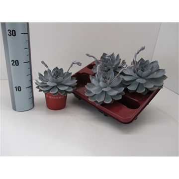 Echeveria Colorata