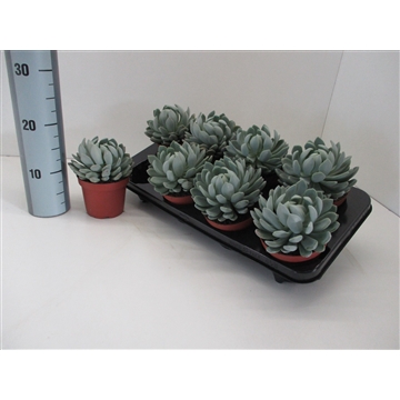 Echeveria Elegans