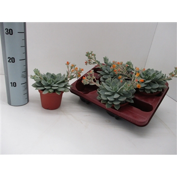 Echeveria Grey Star