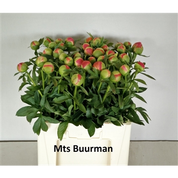 Coral Sunset 50 stuks