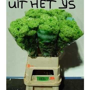 Sneeuwbal meter ijs
