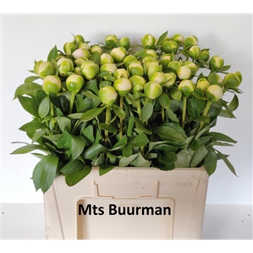 Duchesse de Numours 50 stuks