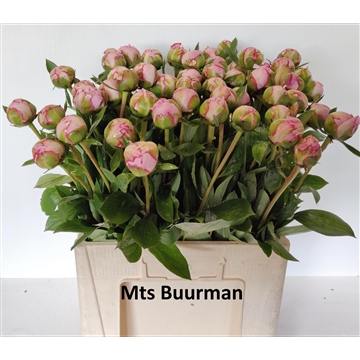 Sarah Bernhardt 50 stuks