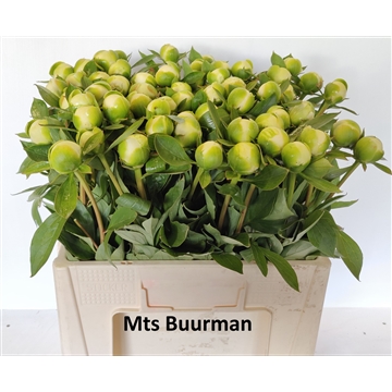 Duchesse de Numours 55 cm