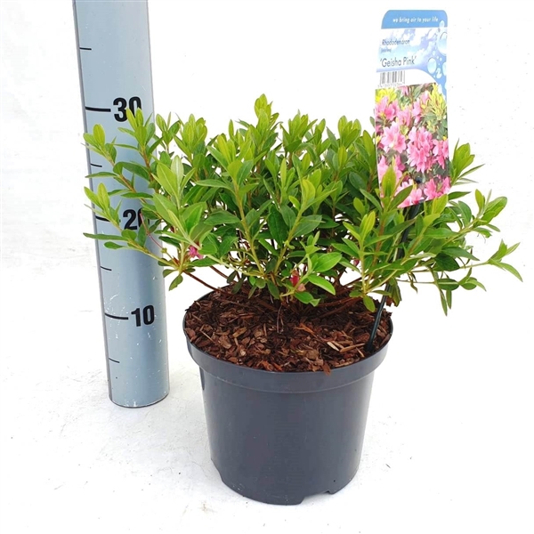 Rhododendron (AJ) 'Geisha Pink' (RHGPINKC2,5) - FloraXchange