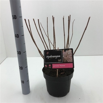 Hydrangea paniculata &#39;Phantom&#39; C5