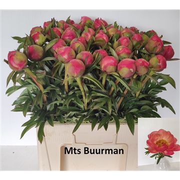 Coral Charm 50 stuks