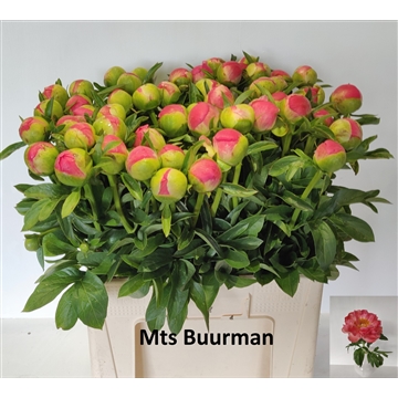 Coral Sunset 50 stuks