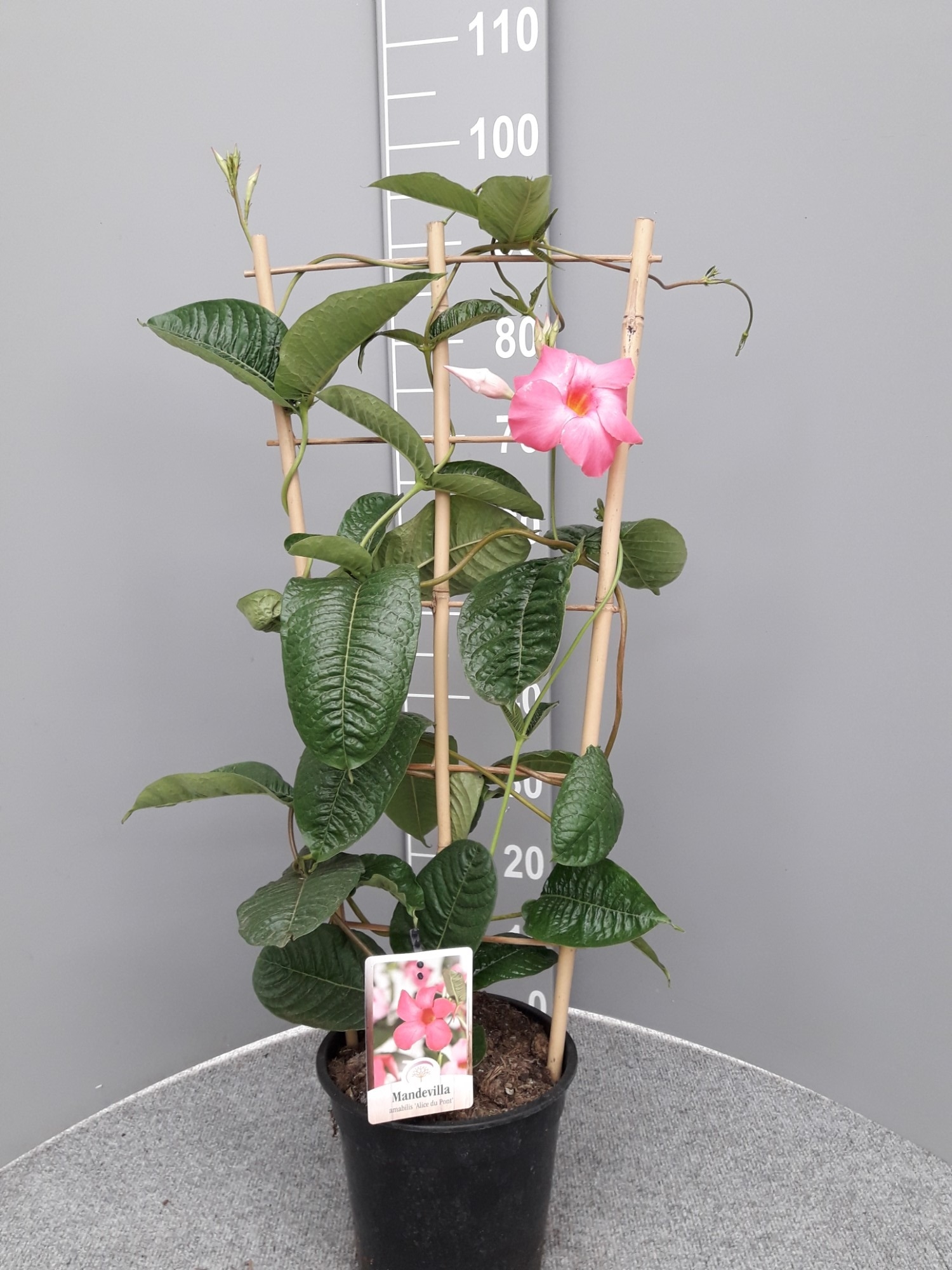 Mandevilla amabilis 'Alice du Pont' (MAAADPO) FloraXchange
