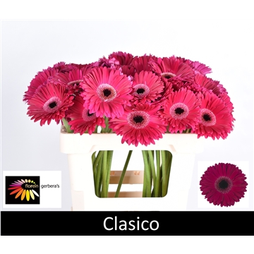 Florein Gerbera's - FloraXchange